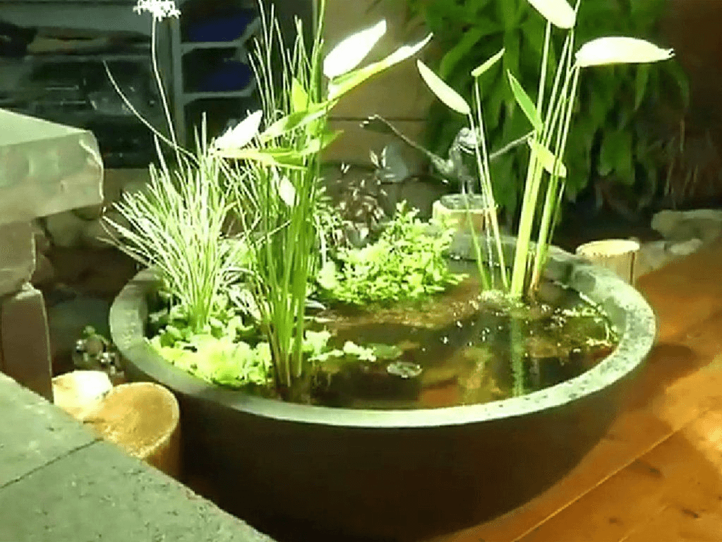 plantas acuaticas