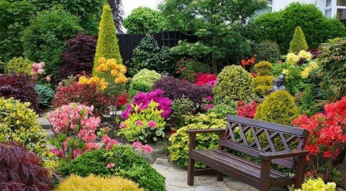 Plantas de exterior decorar con plantas de exterior