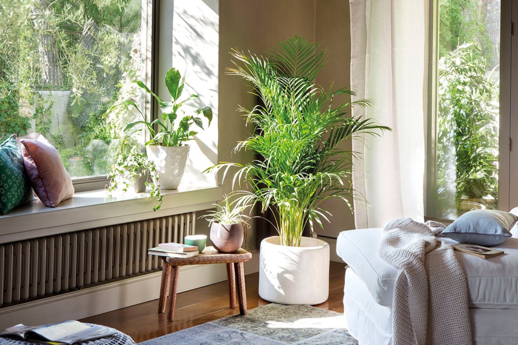 Plantas de interiores - Deco Hunter