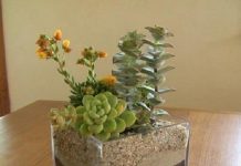 Plantas suculentas plantas suculentas