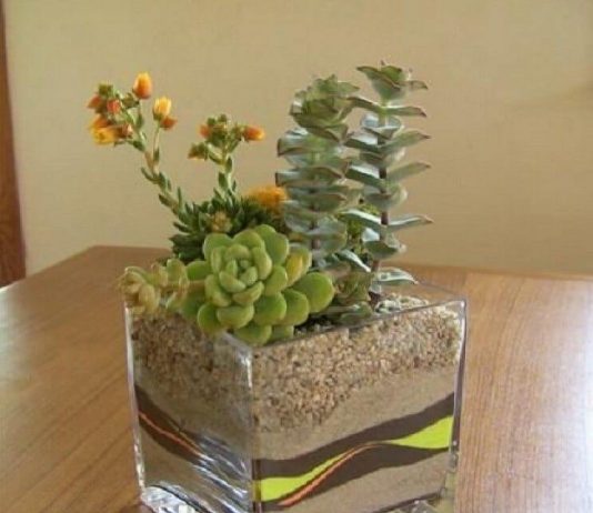 Plantas suculentas plantas suculentas