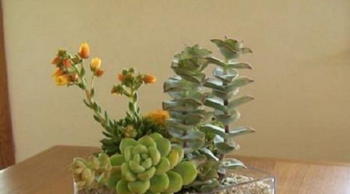 Plantas suculentas plantas suculentas