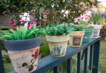 Todo sobre las macetas: Guia para el cultivo de plantas Todo sobre las macetas