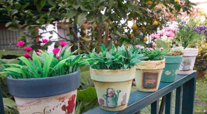 Todo sobre las macetas: Guia para el cultivo de plantas Todo sobre las macetas